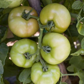 Насіння томату індетермінантного Логур F1 Rijk Zwaan від 100 шт, Фасовка: Проф упаковка 100 шт | Agriks