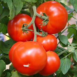 Насіння томату індетермінантного Нада F1 Esasem від 250 шт, Фасовка: Проф упаковка 1 000 шт | Agriks