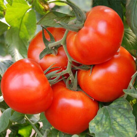 Насіння томату індетермінантного Ноемі F1 Esasem від 250 шт | Agriks