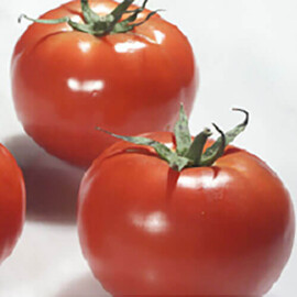 Насіння томату індетермінантного Раллі F1 Enza Zaden 500 шт, Фасовка: Проф упаковка 500 шт | Agriks