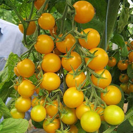 Насіння томату індетермінантного Стар Голд F1 Esasem 250 шт, Фасовка: Міні упаковка 250 шт | Agriks
