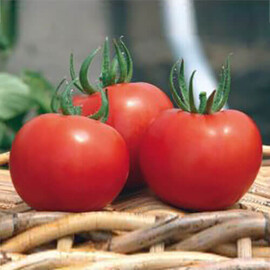 Насіння томату напівдетермінантного Сілует F1 Syngenta 500 шт, Фасовка: Проф упаковка 500 шт | Agriks