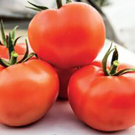 Насіння томату напівдетермінантного Т-97082 Квалітет F1 Syngenta 500 шт, Фасовка: Проф упаковка 500 шт | Agriks
