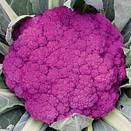 Семена капусты цветной Пурпурная сицилийская Hortus 500 г, Фасовка: Проф упаковка 500 г | Agriks