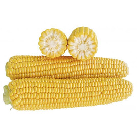 Насіння кукурудзи цукрової 1707 F1 Lark Seeds 2 500 шт, Фасовка: Проф упаковка 2 500 шт | Agriks