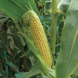 Семена кукурузы сахарной 3517 F1 Spark Seeds 25 000 шт | Agriks