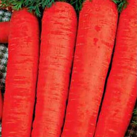 Насіння моркви Берлікум Hortus від 100 г, Фасовка: Проф упаковка 100 г | Agriks