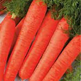 Семена моркови Длинная красная Satimex от 100 г, Фасовка: Проф упаковка 100 г | Agriks