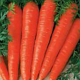 Насіння моркви Флакко Hortus від 100 г, Фасовка: Проф упаковка 100 г | Agriks