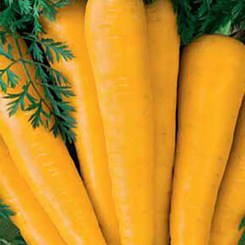 Насіння моркви Лоберішер Hortus від 100 г, Фасовка: Проф упаковка 100 г | Agriks