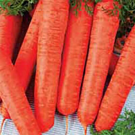 Насіння моркви Лонг роте Штумпфе Satimex від 100 г, Фасовка: Проф упаковка 500 г | Agriks