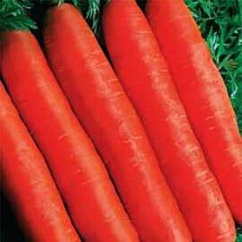 Семена моркови Ортолано Hortus от 100 г, Фасовка: Проф упаковка 100 г | Agriks