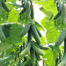 Насіння огірка Ніборі (КС 90) F1 Kitano Seeds від 20 шт, Фасовка: Проф упаковка 250 шт | Agriks