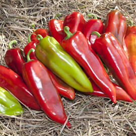 Насіння перцю КС 2458 F1 Kitano Seeds від 100 шт, Фасовка: Проф упаковка 100 шт | Agriks