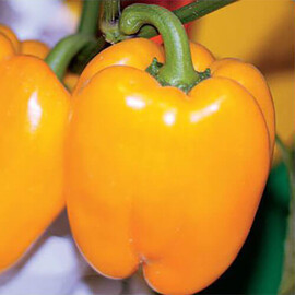 Семена перца Кунео еллоу Hortus от 10 г, Фасовка: Проф упаковка 10 г | Agriks