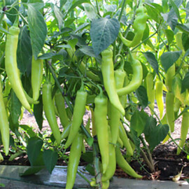 Насіння перцю гострого КС 65 F1 Kitano Seeds від 100 шт, Фасовка: Проф упаковка 100 шт | Agriks
