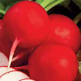 Семена редиса Красный Гигант Satimex 250 г, Фасовка: Проф упаковка 250 г | Agriks