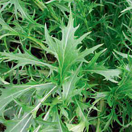 Семена салата Тип Горчичный Мизуна зеленая Hortus от 50 г, Фасовка: Проф упаковка 50 г | Agriks