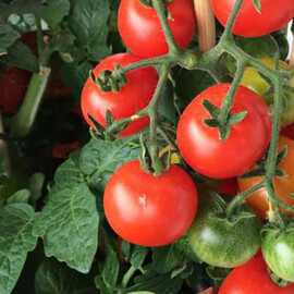 Насіння томату детермінантного Девіс Hortus від 10 г, Фасовка: Проф упаковка 10 г | Agriks