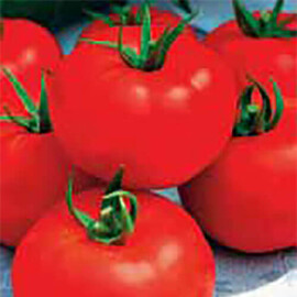 Насіння томату детермінантного Ігранда Satimex від 10 г, Фасовка: Проф упаковка 10 г | Agriks