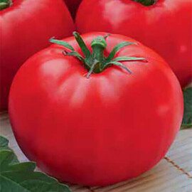 Насіння томату детермінантного Леді Досконалість Hortus від 10 г, Фасовка: Проф упаковка 10 г | Agriks