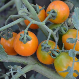 Насіння томату детермінантного Оранж Олів F1 Lark Seeds 1 000 шт, Фасовка: Проф упаковка 1 000 шт | Agriks