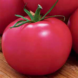 Насіння томату детермінантного Пінк Hortus 10 г, Фасовка: Проф упаковка 10 г | Agriks