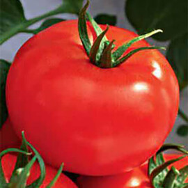 Насіння томату детермінантного Рим F1 Sais від 100 шт, Фасовка: Проф упаковка 100 шт | Agriks