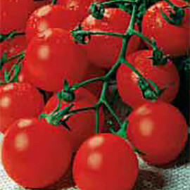 Насіння томату детермінантного Садова перлина Satimex 10 г, Фасовка: Проф упаковка 10 г | Agriks