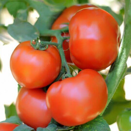 Насіння томату Сагатан F1 Syngenta 1 000 штук, Фасовка: Проф упаковка 2 500 шт | Agriks