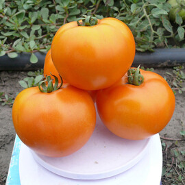 Насіння томату детермінантного Солідо F1 Spark Seeds 500 шт, Фасовка: Проф упаковка 500 шт | Agriks