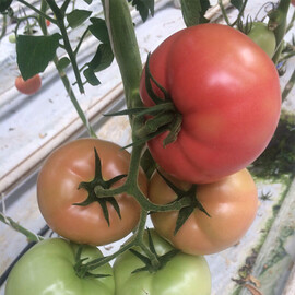 Насіння томату індетермінантного 1625 F1 Lark Seeds 250 шт, Фасовка: Проф упаковка 250 шт | Agriks
