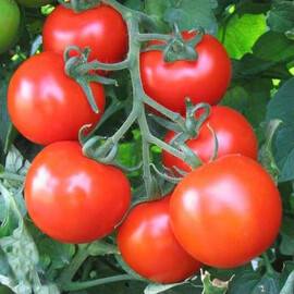 Насіння томату індетермінантного Акрай F1 Sais від 100 шт, Фасовка: Проф упаковка 100 шт | Agriks
