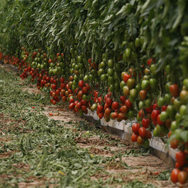 Насіння томату індетермінантного Ельза F1 Spark Seeds від 250 шт, Фасовка: Проф упаковка 250 шт | Agriks