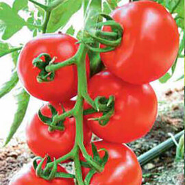 Насіння томату індетермінантного Есседра F1 Sais від 100 шт, Фасовка: Проф упаковка 100 шт | Agriks