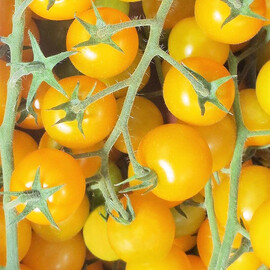 Насіння томату індетермінантного Голдвін F1 Clause від 5 шт, Фасовка: Проф упаковка 250 шт | Agriks