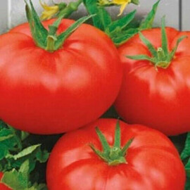 Насіння томату індетермінантного Хомстед Hortus від 10 г, Фасовка: Проф упаковка 10 г | Agriks