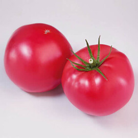 Насіння томату індетермінантного КС 1205 F1 Kitano Seeds від 100 шт, Фасовка: Проф упаковка 100 шт | Agriks