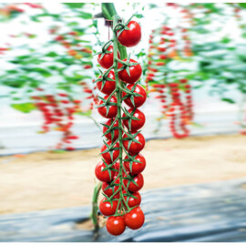 Насіння томату індетермінантного Мінопріо F1 Clause 250 шт, Фасовка: Проф упаковка 250 шт | Agriks