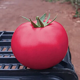 Насіння томату індетермінантного Пінк Крістал F1 Clause від 250 шт., Фасовка: Проф упаковка 250 шт | Agriks