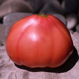 Насіння томату Пінк Ноуз F1 Solare Sementi від 250 шт, Фасовка: Проф упаковка 250 шт | Agriks