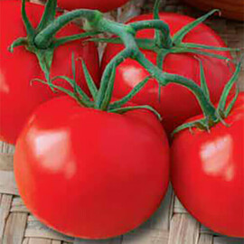 Насіння томату індетермінантного Тайп F1 Sais від 100 шт, Фасовка: Проф упаковка 100 шт | Agriks