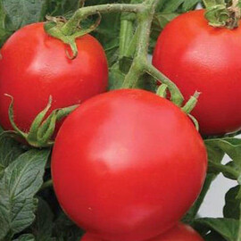 Семена томата детерминантного Кемпбел Hortus от 10 г, Фасовка: Проф упаковка 500 г | Agriks