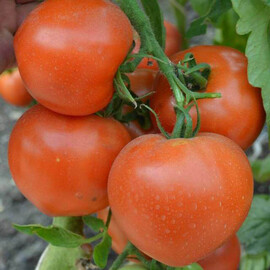 Насіння томату кущового Ріксос F1 Solare Sementi від 500 шт, Фасовка: Проф упаковка 500 шт | Agriks