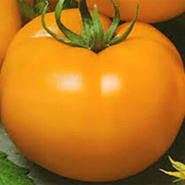 Насіння томату напівдетермінантного Золота королева Satimex 10 г, Фасовка: Проф упаковка 10 г | Agriks