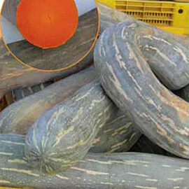Насіння гарбуза Лунга Пієна ді Наполі Hortus від 100 г, Фасовка: Проф упаковка 500 г | Agriks