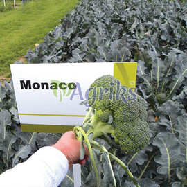 Семена капусты брокколи Монако F1 Syngenta от 20 шт, Фасовка: Мини упаковка 100 шт | Agriks