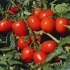 Насіння томату детермінантного Едімар F1 Hazera 5 000 шт драже, Фасовка: Проф упаковка 5 000 шт драже | Agriks
