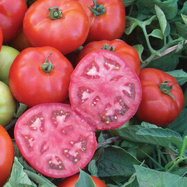 Насіння томату детермінантного Мармара F1 Yuksel Tohum 1 000 шт, Фасовка: Проф упаковка 1 000 шт | Agriks