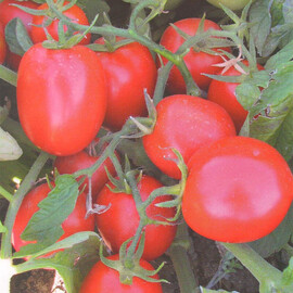 Насіння томату детермінантного Міцено F1 Syngenta 2 500 шт, Фасовка: Проф упаковка 2 500 шт | Agriks